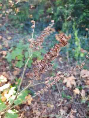 Tall bugbane(Actaea elata)