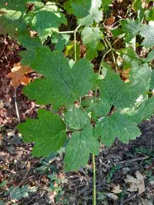 Tall bugbane(Actaea elata)