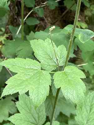 Tall bugbane(Actaea elata)