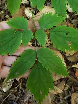 White baneberry(Actaea pachypoda)