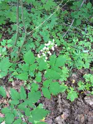 White baneberry(Actaea pachypoda)