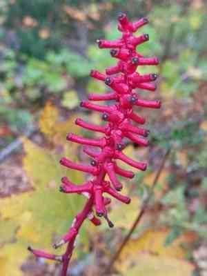 White baneberry(Actaea pachypoda)