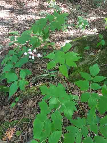 White baneberry(Actaea pachypoda)