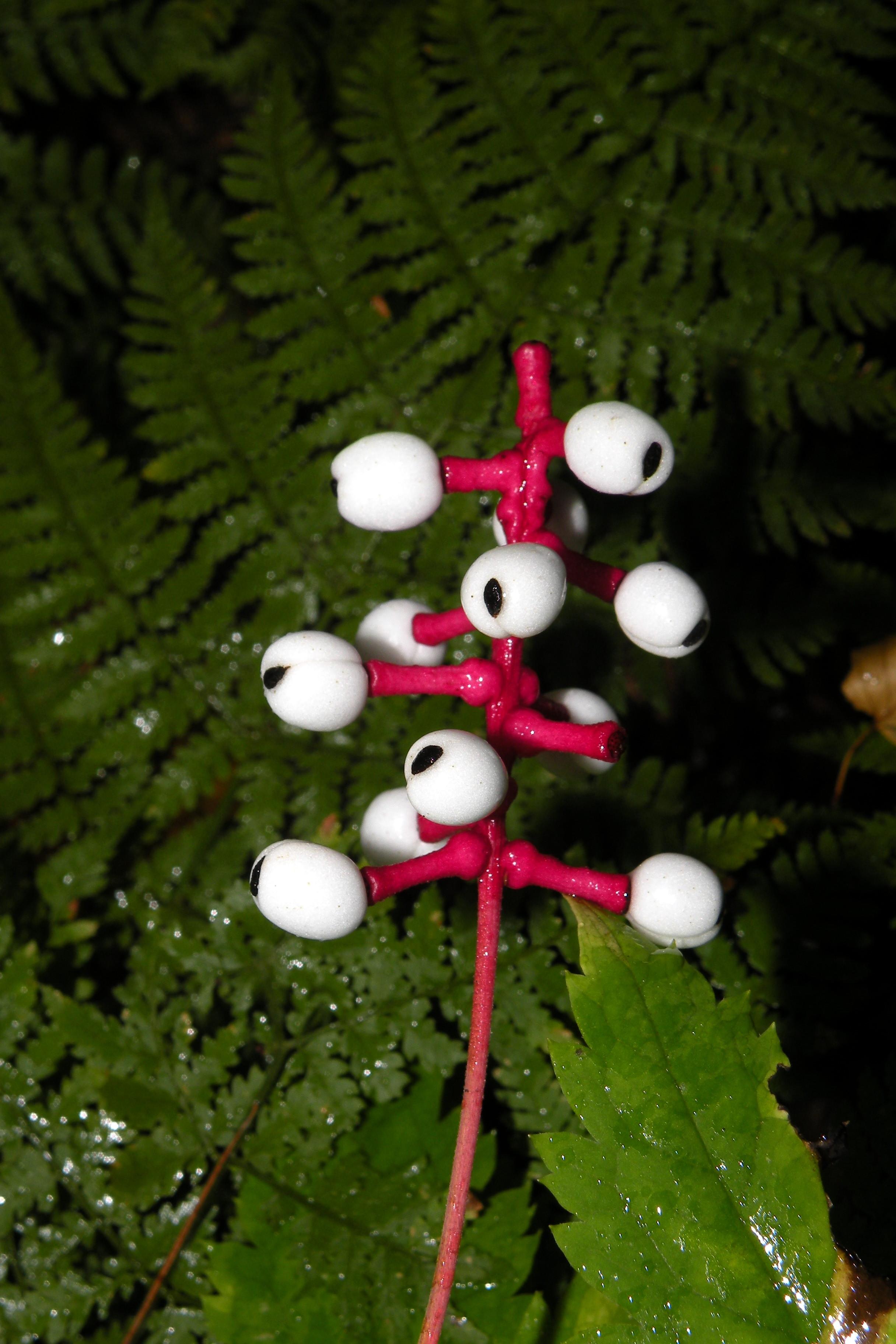 White baneberry