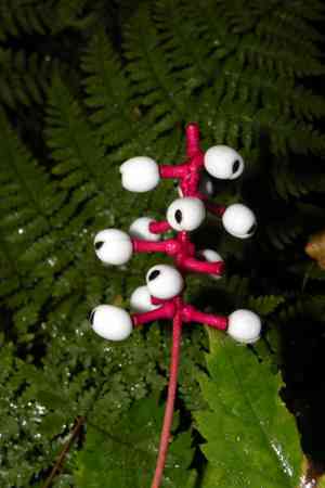 White baneberry(Actaea pachypoda)