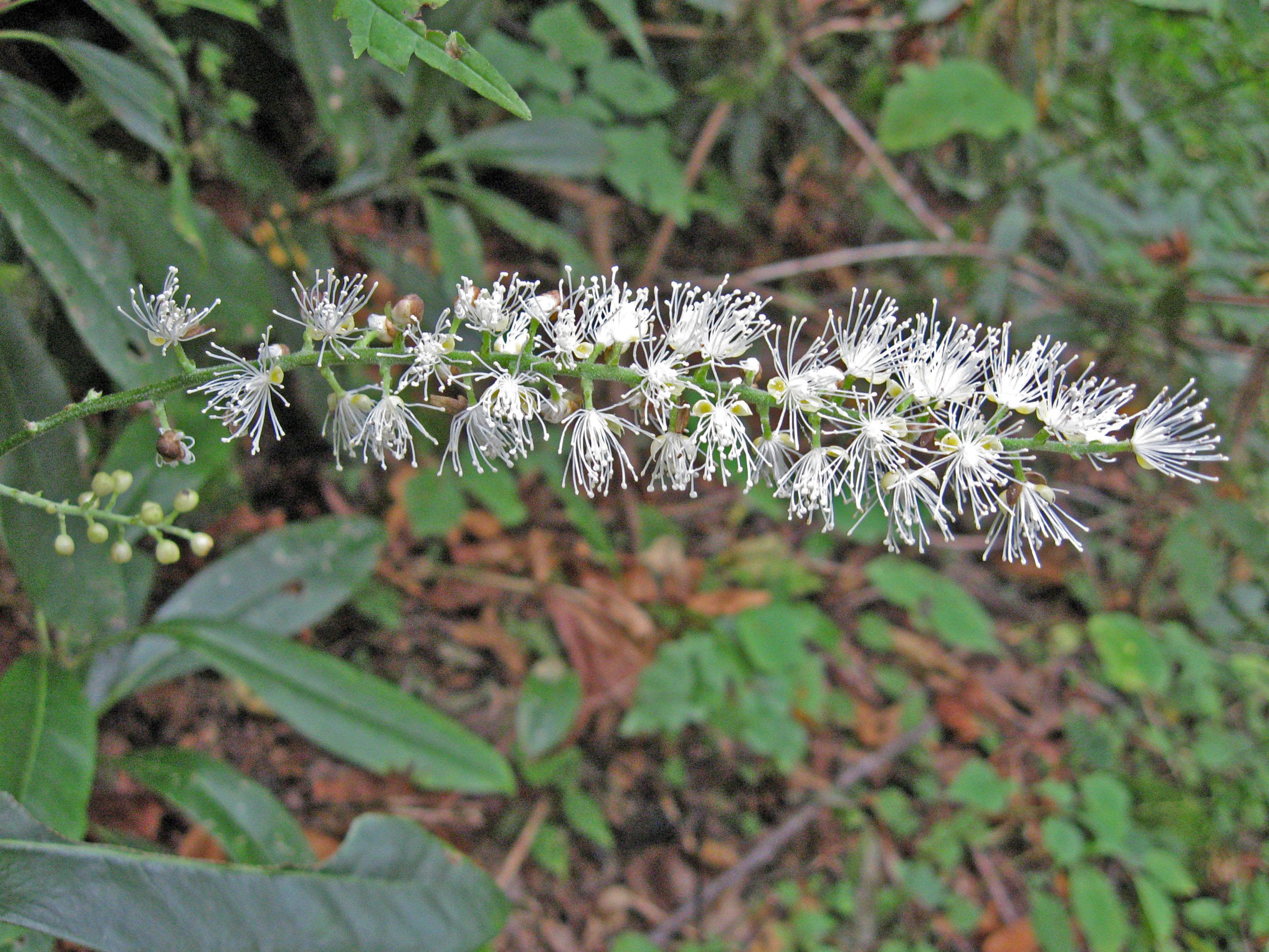Mountain bugbane (Actaea podocarpa) Care Guide: Pests, Diseases ...
