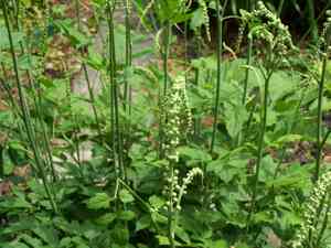 Black cohosh(Actaea racemosa)