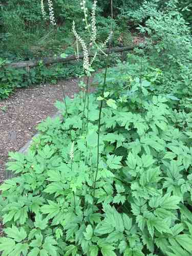 Black cohosh(Actaea racemosa)
