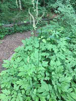 Black cohosh(Actaea racemosa)