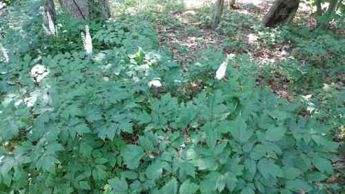 Black cohosh(Actaea racemosa)