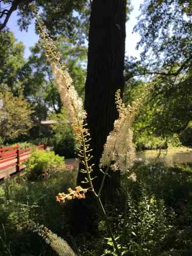Black cohosh(Actaea racemosa)