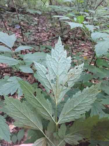 Black cohosh(Actaea racemosa)