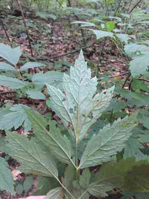 Black cohosh(Actaea racemosa)