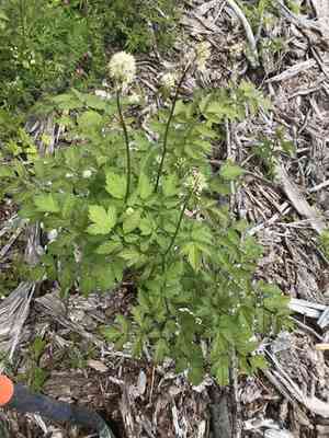 Red baneberry(Actaea rubra)
