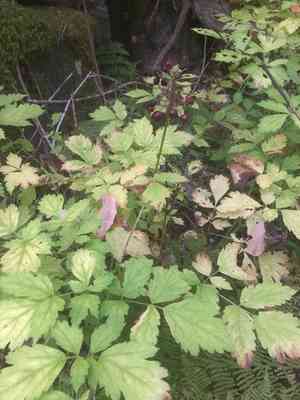 Red baneberry(Actaea rubra)