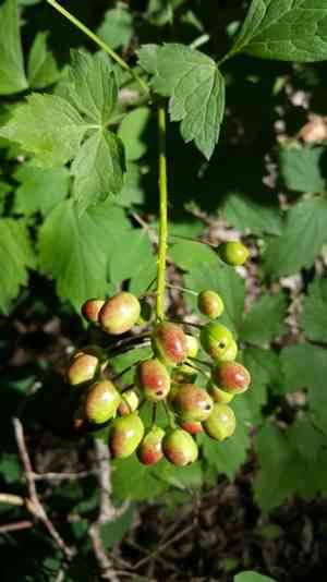 Red baneberry(Actaea rubra)