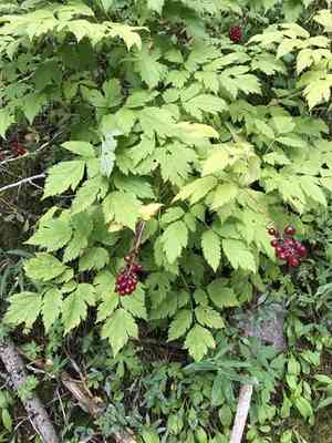 Red baneberry(Actaea rubra)