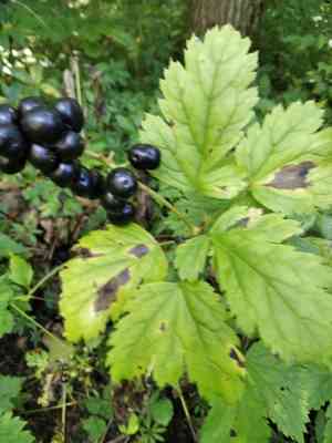 Baneberry(Actaea spicata)