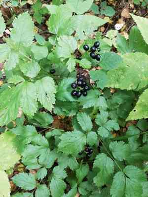 Baneberry(Actaea spicata)