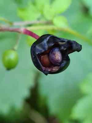 Baneberry(Actaea spicata)