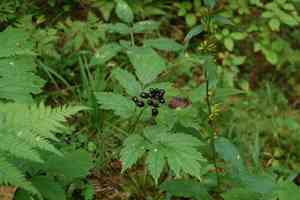 Baneberry(Actaea spicata)