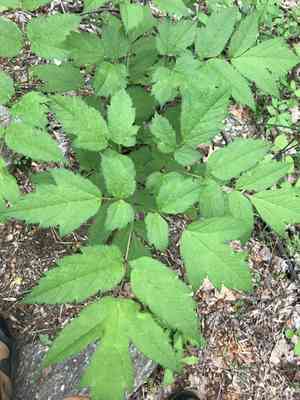 Baneberries (Actaea)(Actaea)
