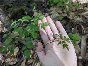 Baneberries (Actaea)(Actaea)