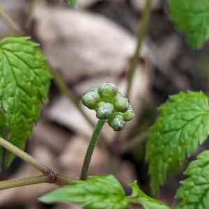 Baneberries (Actaea)(Actaea)