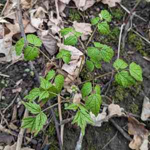 Baneberries (Actaea)(Actaea)