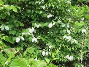 Silver vine(Actinidia polygama)