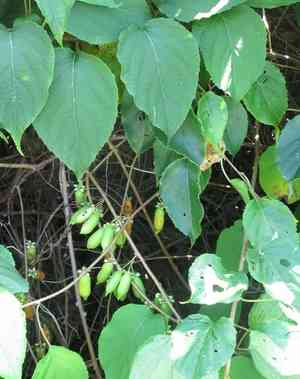 Silver vine(Actinidia polygama)