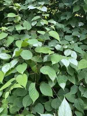 Silver vine(Actinidia polygama)