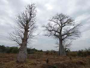 Baobab(Adansonia digitata)