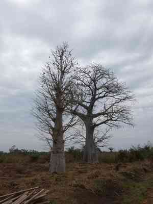Baobab(Adansonia digitata)