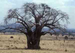 Baobab(Adansonia digitata)
