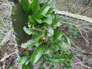 Vasey's wild lime(Adelia vaseyi)
