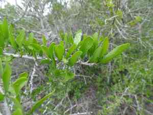 Vasey's wild lime(Adelia vaseyi)