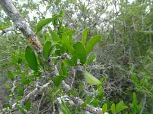 Vasey's wild lime(Adelia vaseyi)
