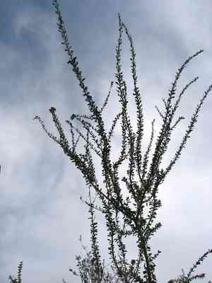 Vasey's wild lime(Adelia vaseyi)
