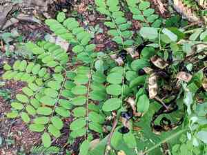 Red bead tree(Adenanthera pavonina)