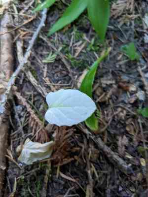 American trail plant(Adenocaulon bicolor)