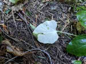 American trail plant(Adenocaulon bicolor)