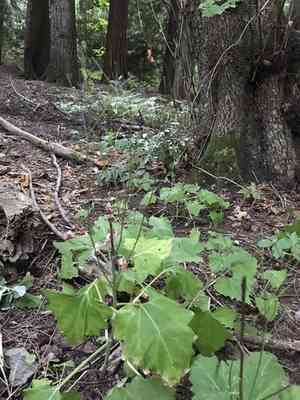 American trail plant(Adenocaulon bicolor)