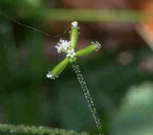 American trail plant(Adenocaulon bicolor)