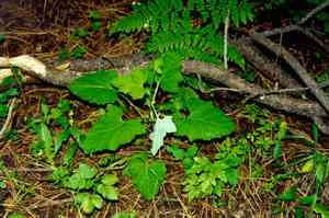 American trail plant (Adenocaulon bicolor)
