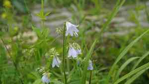 Adenophora trachelioides(Adenophora trachelioides)