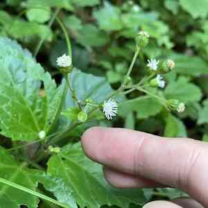 Common medicineplant(Adenostemma lavenia)