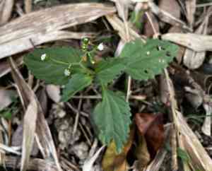 Common medicineplant(Adenostemma lavenia)