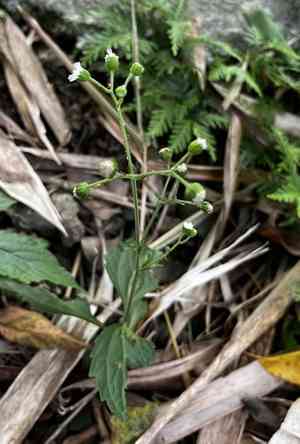 Common medicineplant(Adenostemma lavenia)