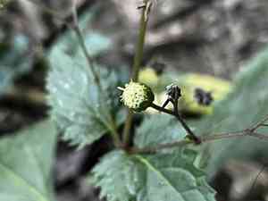 Common medicineplant(Adenostemma lavenia)